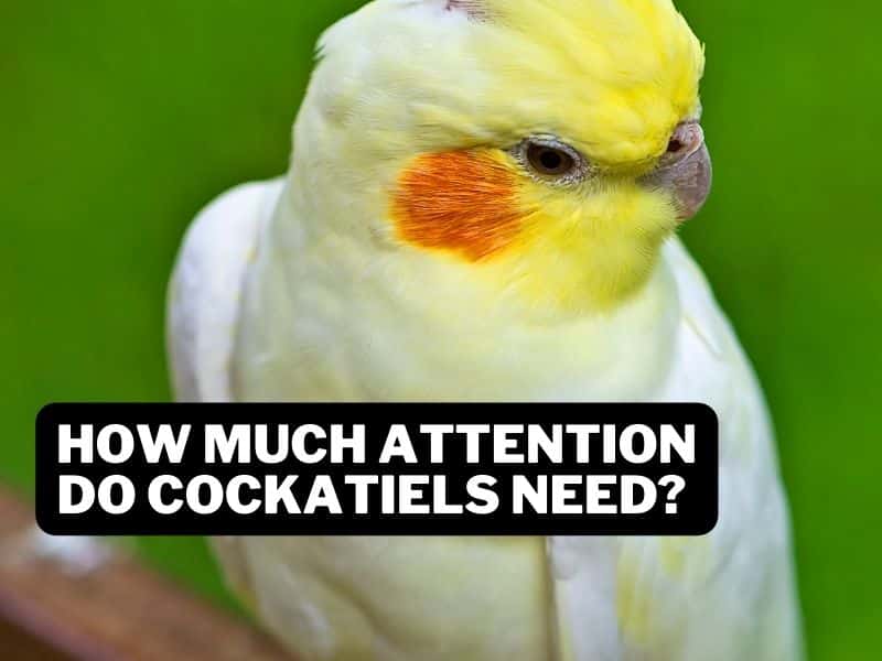 how much attention do cockatiels need