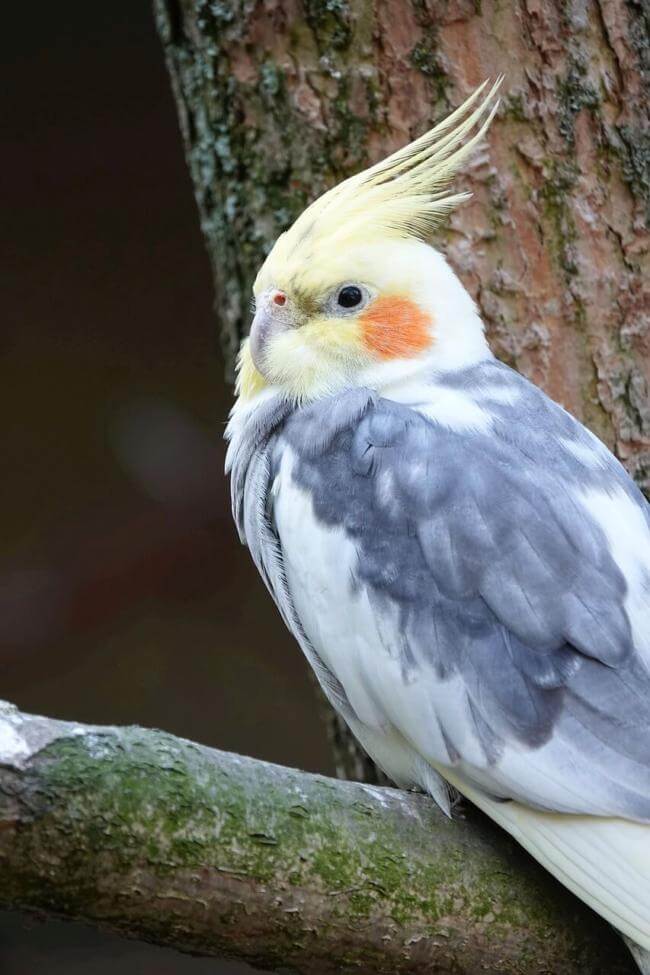 what fruit can cockatiels not eat