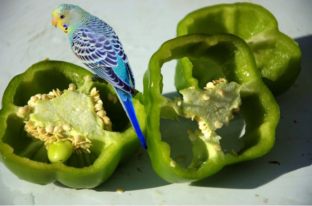 what peppers can cockatiels eat