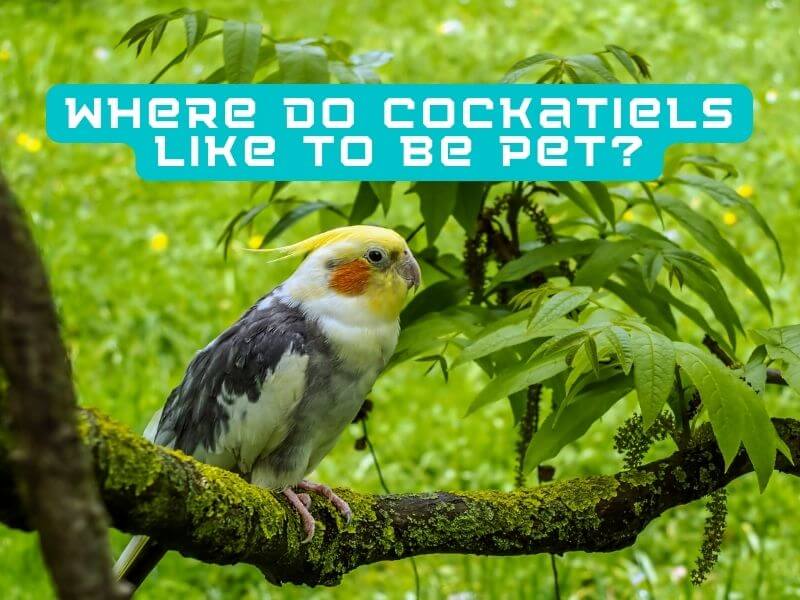 where do cockatiels like to be pet