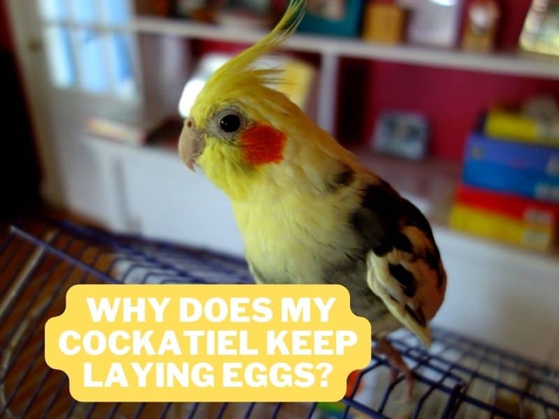 why does my cockatiel keep laying eggs
