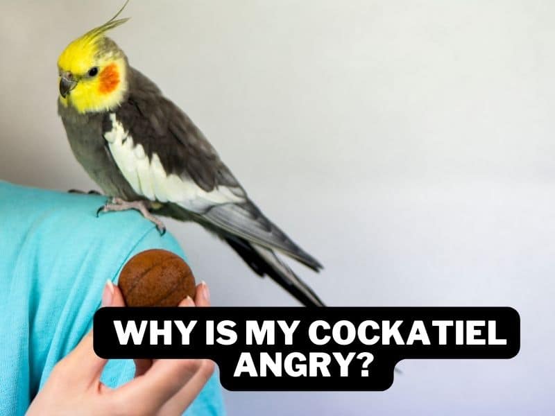 why is my cockatiel angry