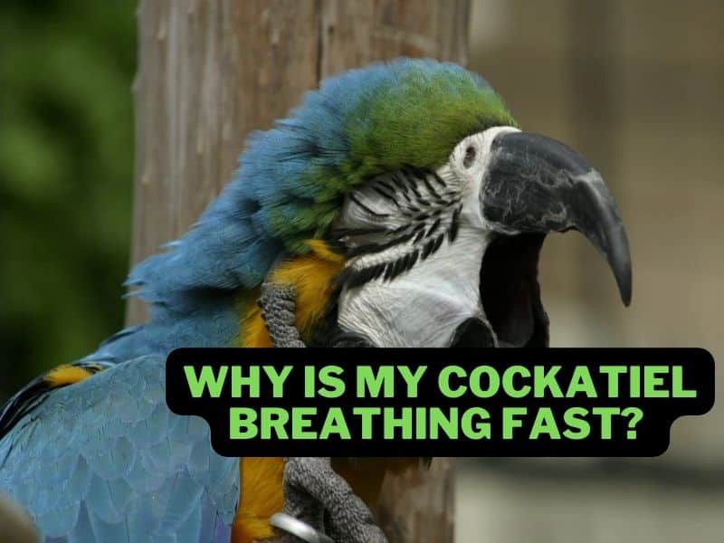 why is my cockatiel breathing fast