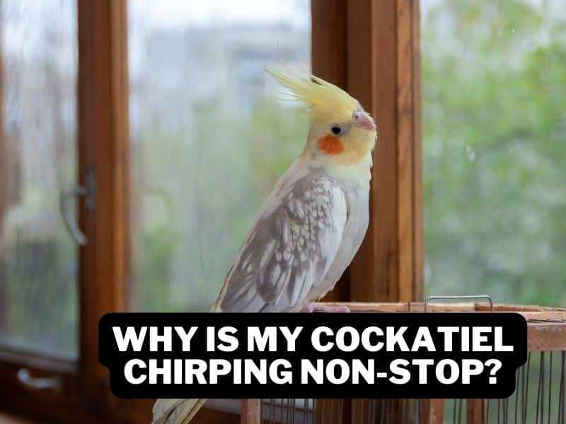 why is my cockatiel chirping non-stop