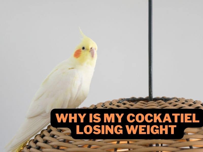 why is my cockatiel losing weight