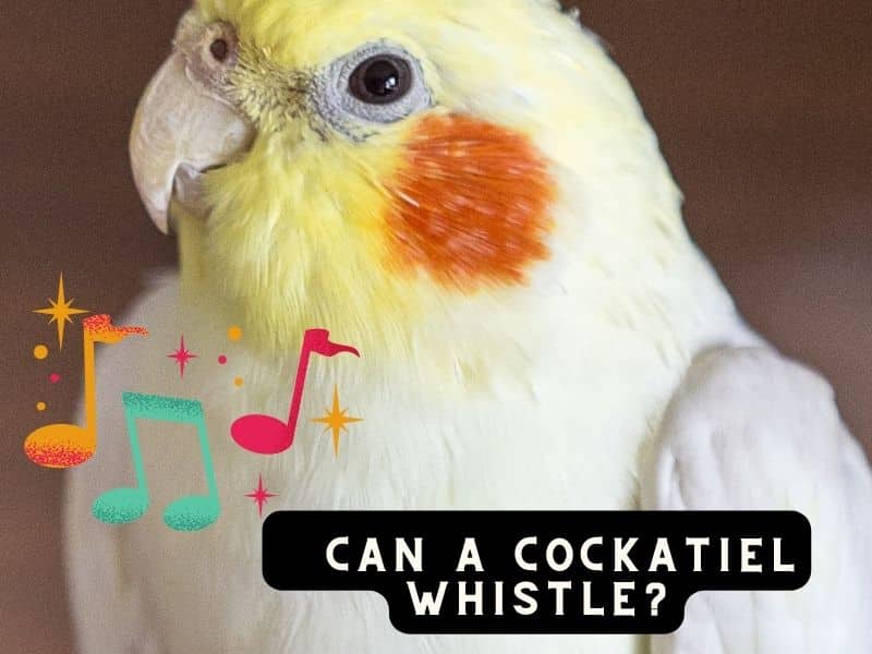 can a cockatiel whistle