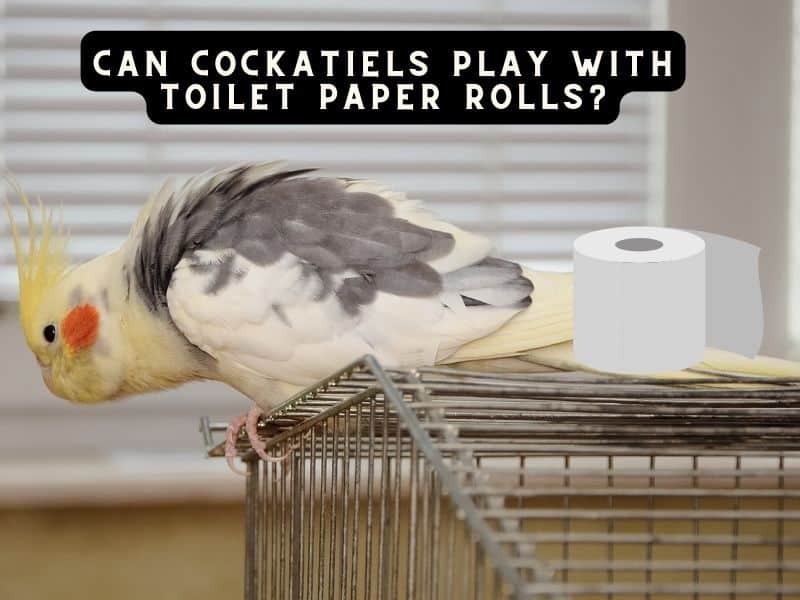 can-cockatiels-play-with-toilet-paper-rolls