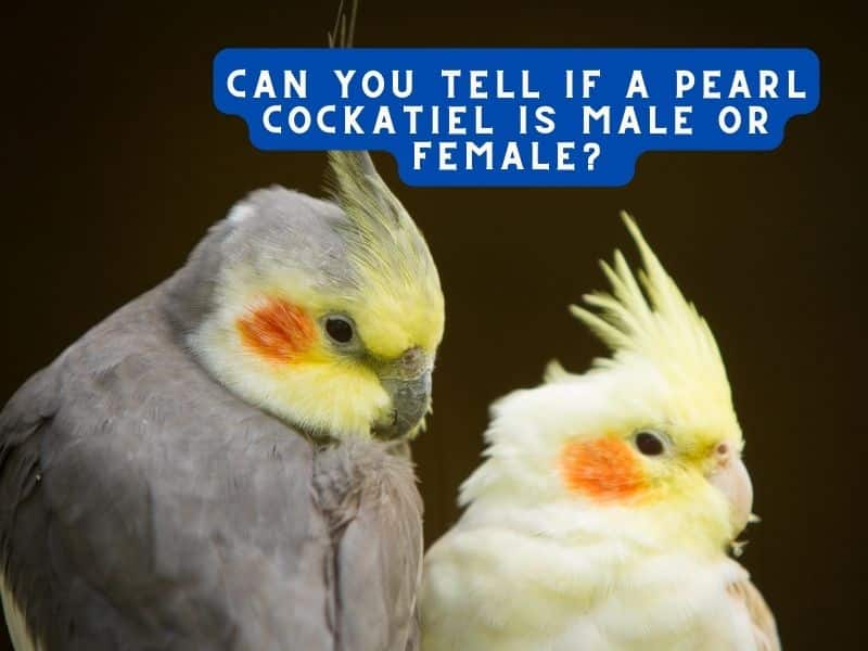 can you tell if a pearl cockatiel is male or female 