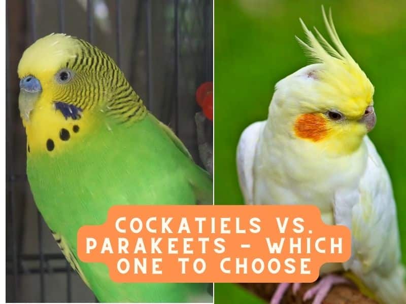 cockatiels vs. parakeets - which one to choose