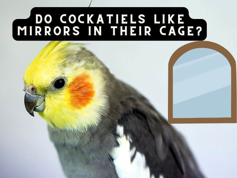 do cockatiels like mirrors in their cage