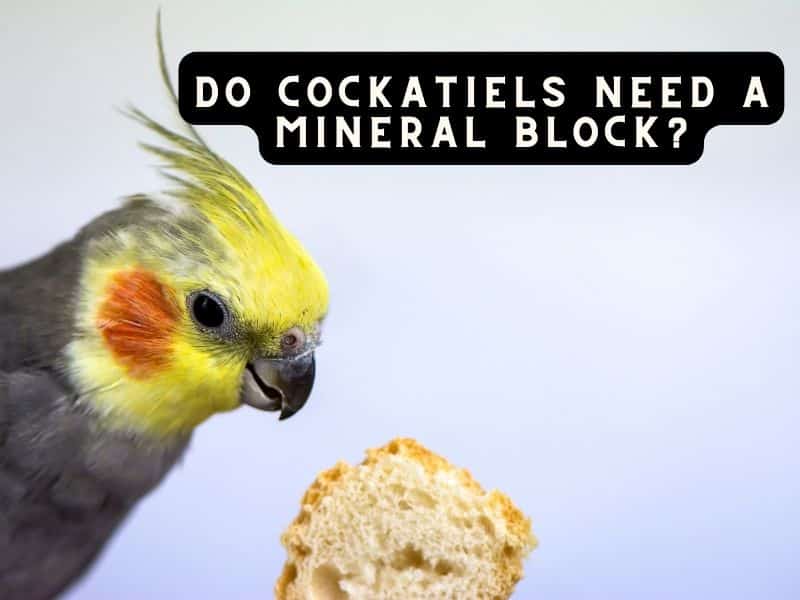 do cockatiels need a mineral block