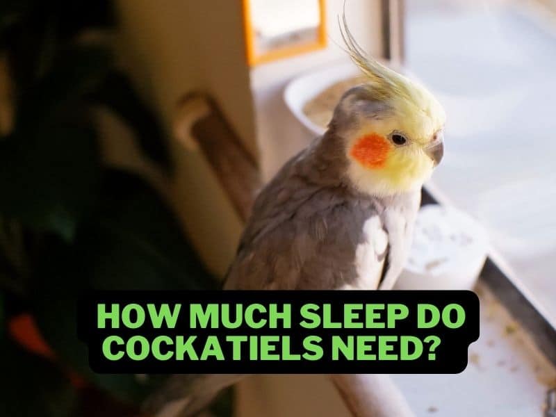 how-much-sleep-do-cockatiels-need