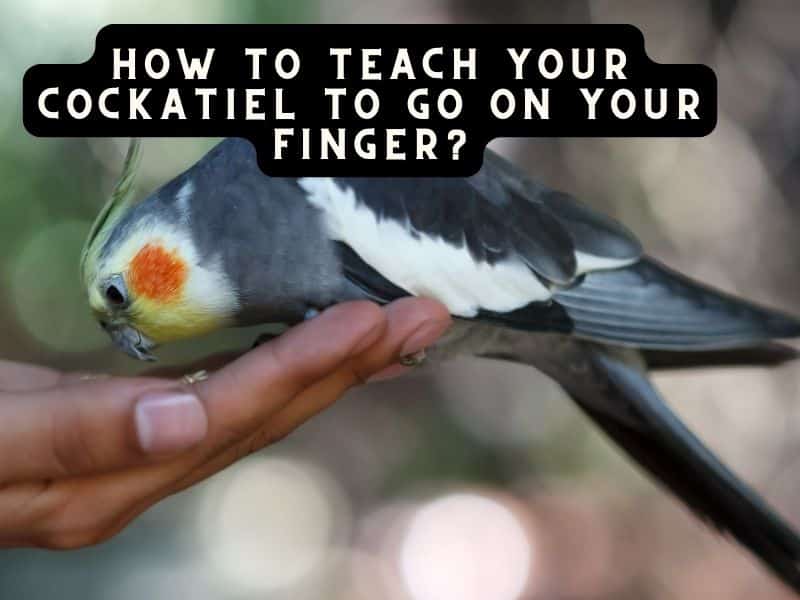 how to teach your cockatiel to go on your finger