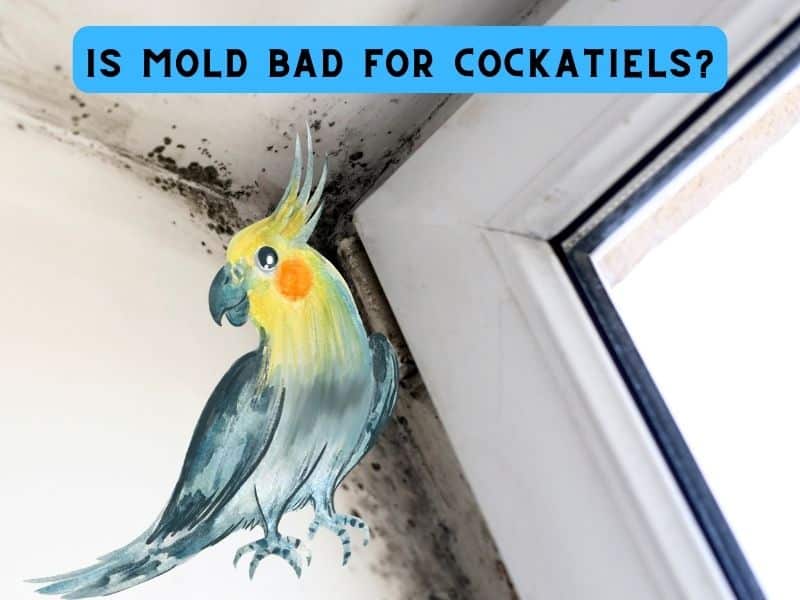 is mold bad for cockatiels