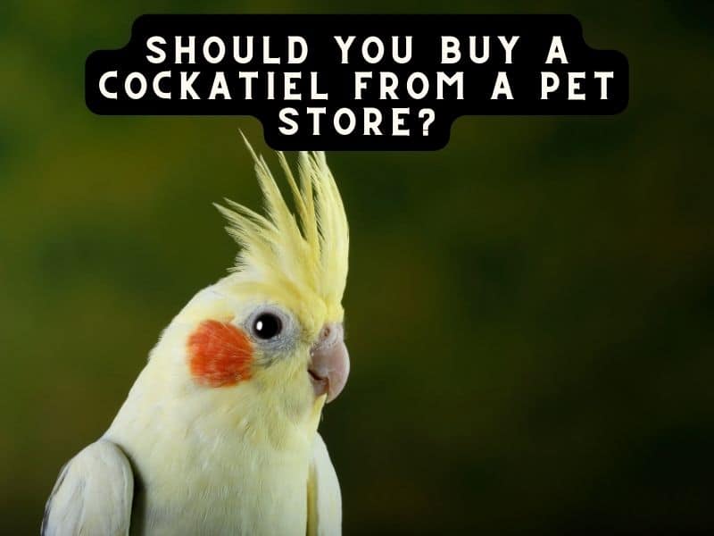 should you buy a cockatiel from a pet store