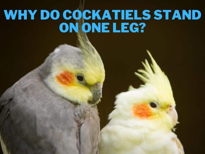 Why Do Cockatiels Stand On One Leg? (Find Out Now)