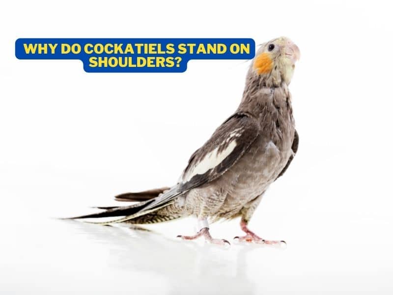 Why Do Cockatiels Stand On Shoulders? (Should I Let ?)