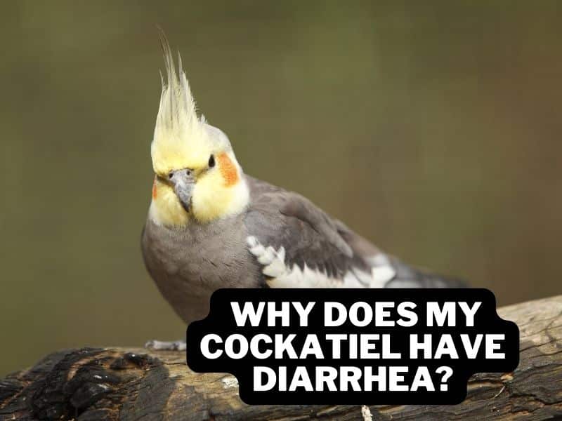 Why Does My Cockatiel Have Diarrhea?(Solution For Runny Poop)