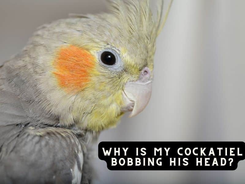 why is my cockatiel bobbing his head