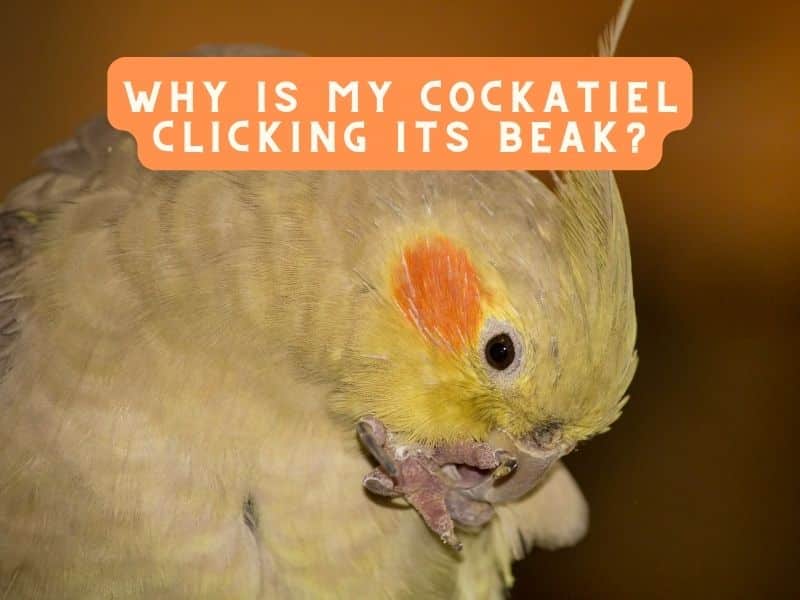 why is my cockatiel clicking its beak