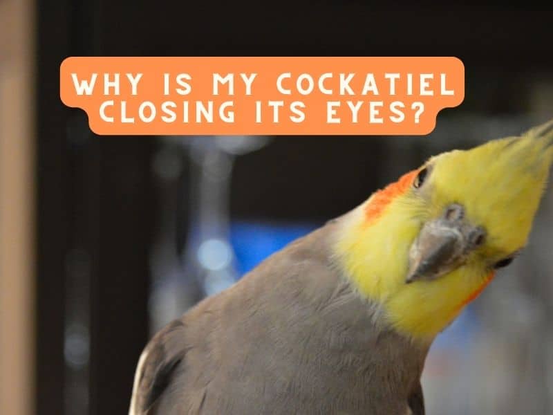 why is my cockatiel closing its eyes