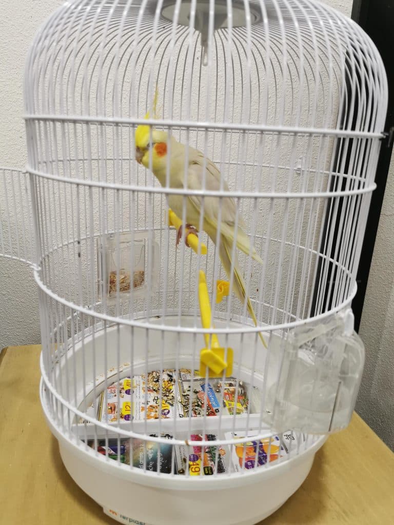 what-size-cage-does-a-cockatiel-need