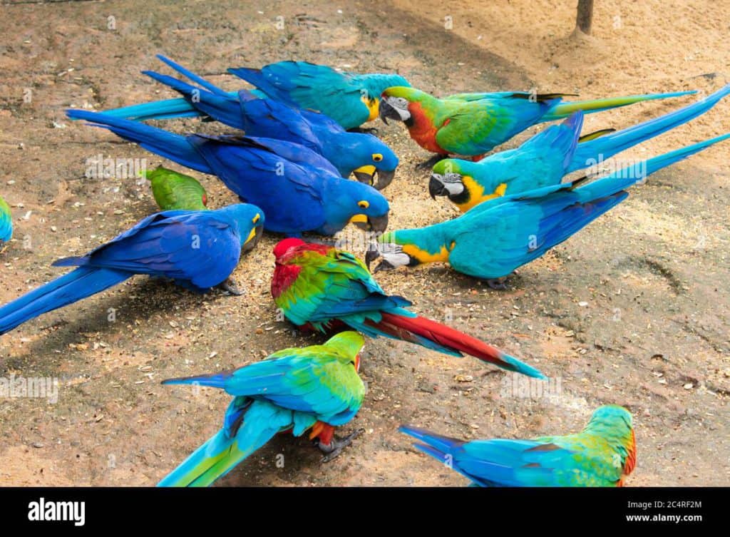 How to Identify Different Species of Macaws