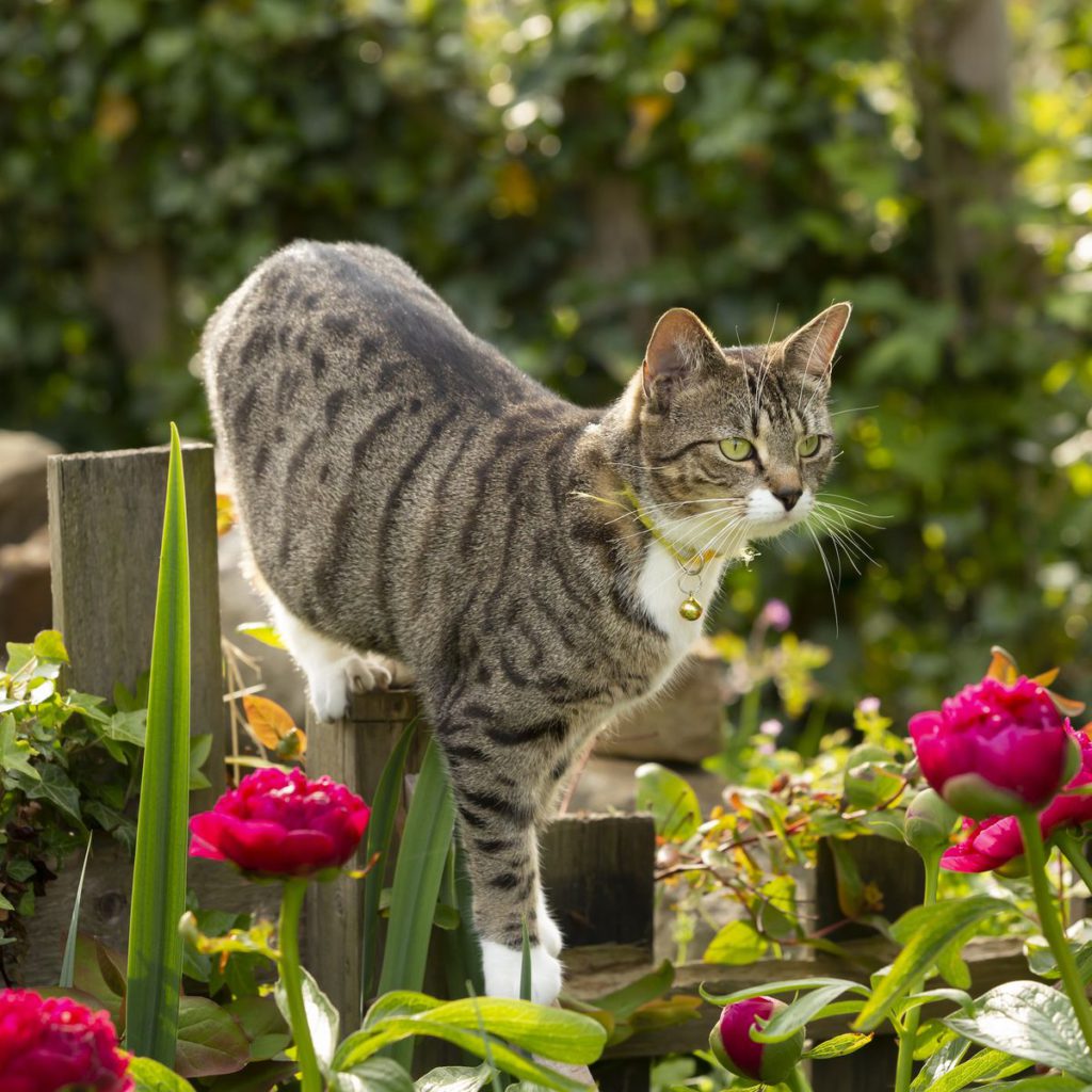 does-pepper-stop-cats-pooping-in-your-garden