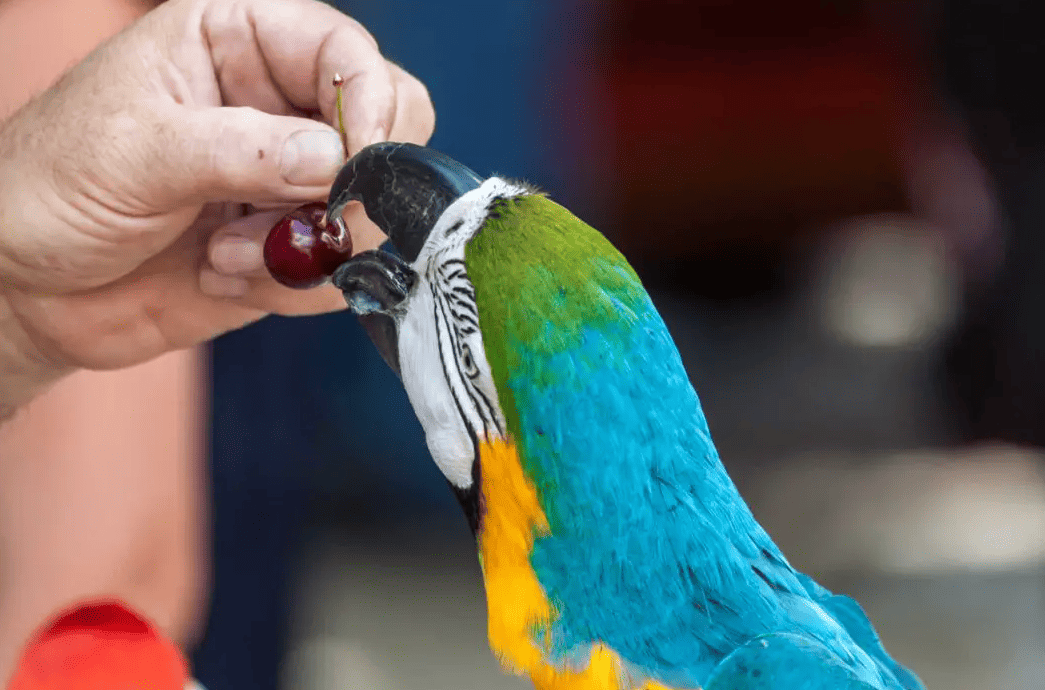 Macaws Eat Cherries